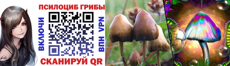 blacksprut зеркало  Новокузнецк  Псилоцибиновые грибы Cubensis 